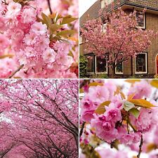 Flowering cherry blossom for sale  LONDON