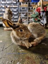 Taxidermy jackalope baby for sale  BOURNEMOUTH