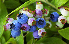 Lowbush blueberry vaccinium for sale  Massillon