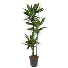 Drachenbaum dracaena janet gebraucht kaufen  Lautrach