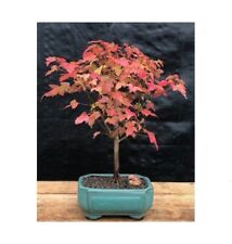 Yo. trident maple for sale  Patchogue