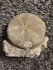 Macraster echinoid fossil for sale  Coeur D Alene