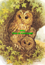 L213175 tawny owl for sale  MAIDSTONE