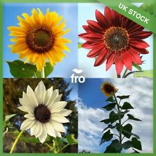 Sunflower seeds varieties for sale  MANCHESTER