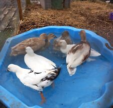 Call duck hatching for sale  EVESHAM