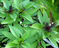 100 thai basil for sale  El Monte