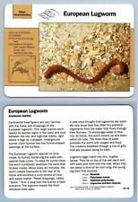 European lugworm 97.18 for sale  SLEAFORD