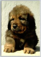 Postcard tibetan mastiff for sale  Wynantskill