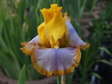 Schwertlilie iris calming gebraucht kaufen  Markt Bibart
