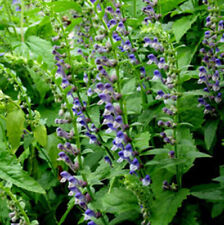 Virginia skullcap approx. for sale  ISLE OF BUTE