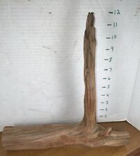 Driftwood cedar taxidermy for sale  Brookwood