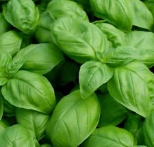 1000 Basil- Genovese Seeds-Open Pollinated-NON GMO. for sale  Shipping to South Africa