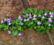 Ivy leaved toadflax for sale  GRIMSBY