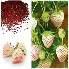 alpine strawberry for sale  Shipping to Ireland