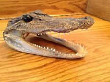 Florida alligator head for sale  Atkins