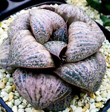 Succulent haworthia splendens for sale  Albrightsville