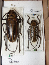 Insekten käfer batocera gebraucht kaufen  Pliezhausen