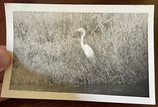Vintage photograph heron for sale  GLOSSOP
