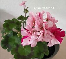 Dylan cherone pelargonium gebraucht kaufen  Mühlenbach