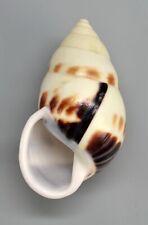 Shells - Amphidromus perversus rufocinctus 48.5 mm. land snail - Indonesia for sale  Shipping to South Africa