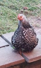 Pekin Hatching Eggs, Bantam Pure bred Silver Laced Pekins. Box Of 6.   , used for sale  HEREFORD