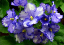 African violet leaves for sale  Temple