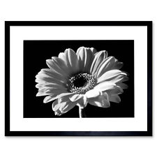 Black white gerbera for sale  EDINBURGH