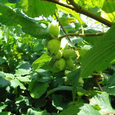 Hazel plants flowering for sale  Shipping to Ireland