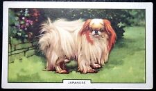 Japanese chin toy for sale  DERBY