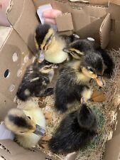Fertile duck hatching for sale  Amesville