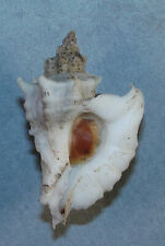 Used, MUREX FALCATA 39.87mm SUPER CHOICE SPECIMEN Tosa Bay, Japan for sale  Shipping to South Africa