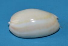 Sea shell olividae d'occasion  Agde