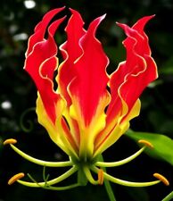 Gloriosa superba | Flame Lily | 10_Sementes comprar usado  Enviando para Brazil