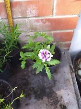 verbena for sale  SOUTHAMPTON