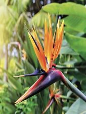 Strelitzia paradiesvogelblume  gebraucht kaufen  Halle