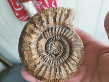 Ammonite fossile d'occasion  Saumur
