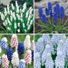 Muscari white blue for sale  MELTON MOWBRAY