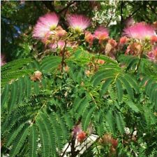 Mimosa tree seeds for sale  Houston