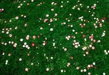 Grass daisy clover for sale  DARLINGTON