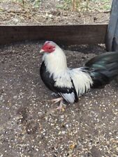 Miniature grey gamefowl for sale  Blessing