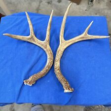 Wild whitetail deer for sale  Bethalto