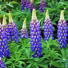 Lupin blue hardy for sale  PORT TALBOT