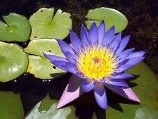 Blue water lily d'occasion  Expédié en Belgium