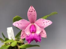 Cattleya orchid lc. d'occasion  Paris XV