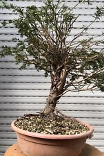 Tasso bonsai chuhin usato  Italia
