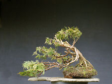Outdoor hardy bonsai for sale  Shipping to Ireland
