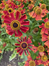 Helenium potters wheel for sale  PRESTON