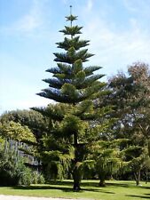 Araucaria heterophylla tree for sale  LONDON