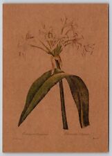 Used, Postcard Asiatic Crinum The Bible of Lilies Pierre-Joseph Redoute Botanicals for sale  Shipping to South Africa