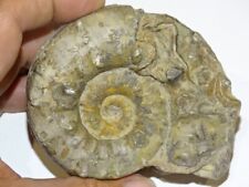 Ammonite rare. d'occasion  Frejus